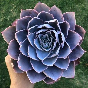 Meet your Posher, Nicholette